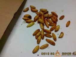 蚕变蛹视频,蜕变之旅的神奇瞬间