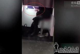 美女拉屎的视频,一场意外的视觉奇遇