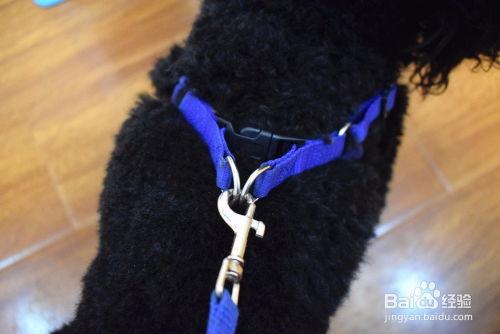 套狗绳视频,温馨瞬间捕捉