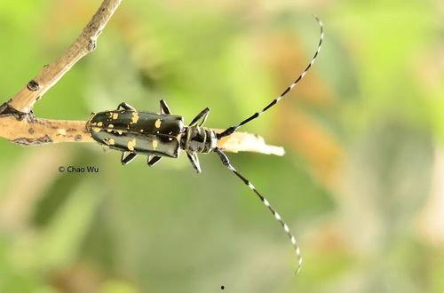 天牛视频,揭秘科技与生活的完美融合