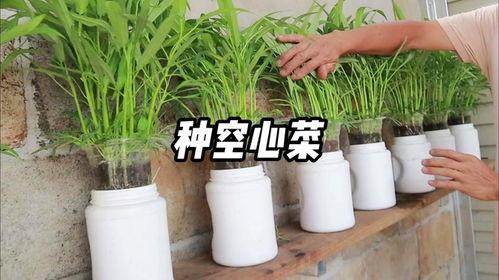 空心菜无土栽培视频,空心菜生长奥秘大揭秘