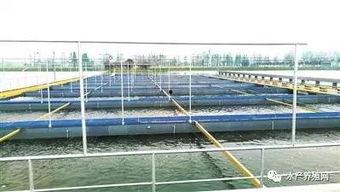 流水养鱼视频,高效生态养殖新篇章