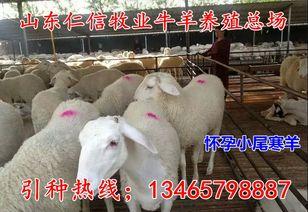 科技苑养蜂视频,揭秘现代养蜂技术革新之路